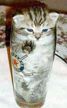 En liten kattunge nedstoppad i ett ölglas. Ej okej.